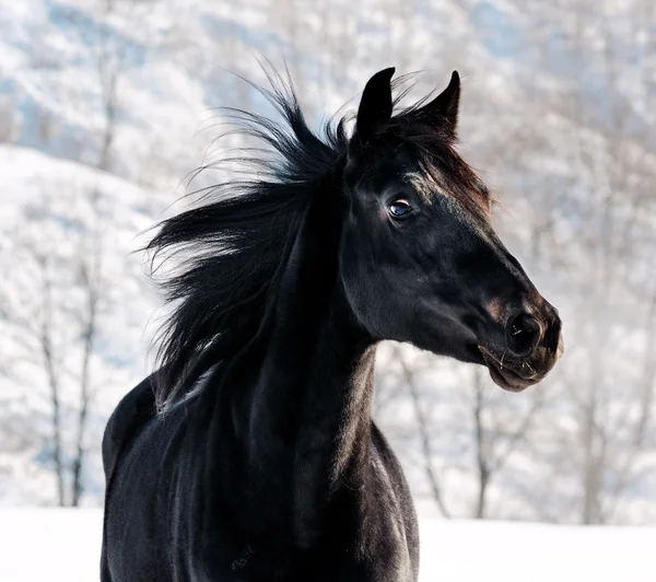 Portrait of black horse in winter filed — Stok Foto
