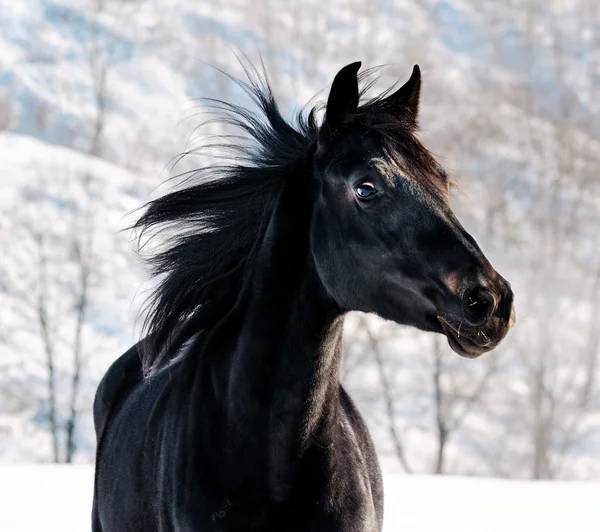 Portrait of black horse in winter filed — Stock Photo, Image