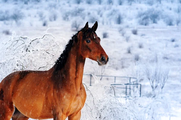 美丽的海湾马在冬季的田野里 — 图库照片