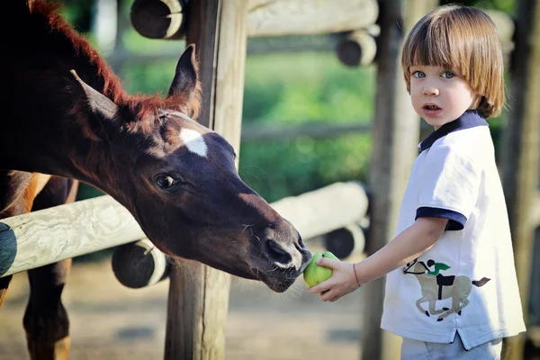 Bambino nutre cavalli con mela — Foto Stock