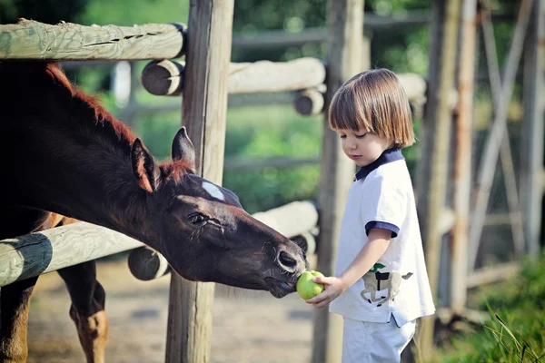 Bambino nutre cavalli con mela — Foto Stock