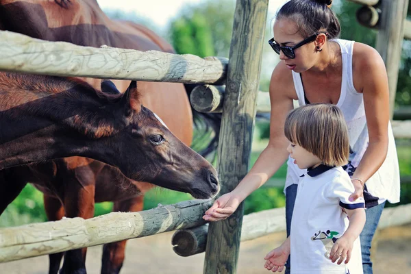 Mother and son feed horse — Stock Photo, Image