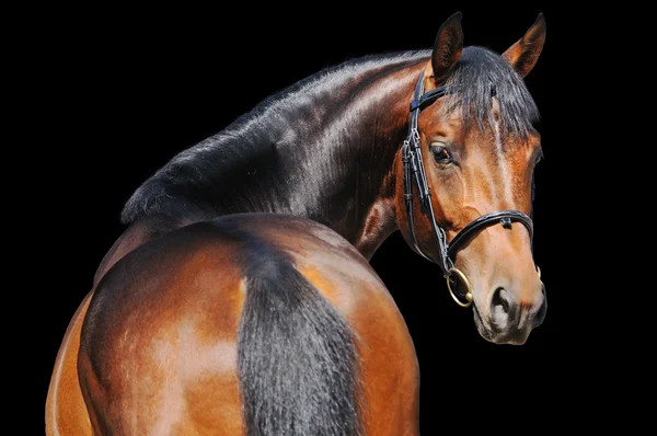 Portrait de cheval de baie isolé sur noir — Photo