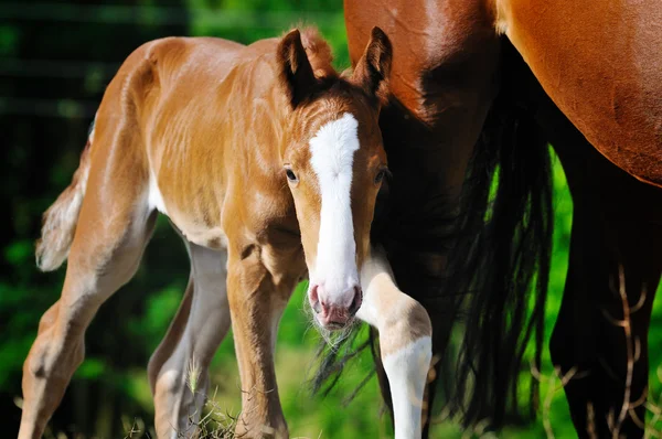 Portrait of foal with his mother — Stock Photo, Image