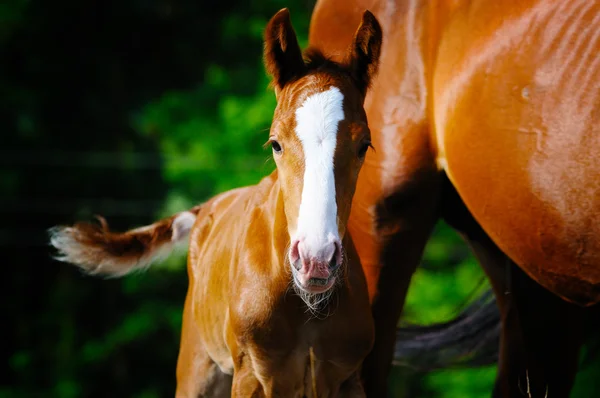 Retrato de potro com sua mãe — Fotografia de Stock