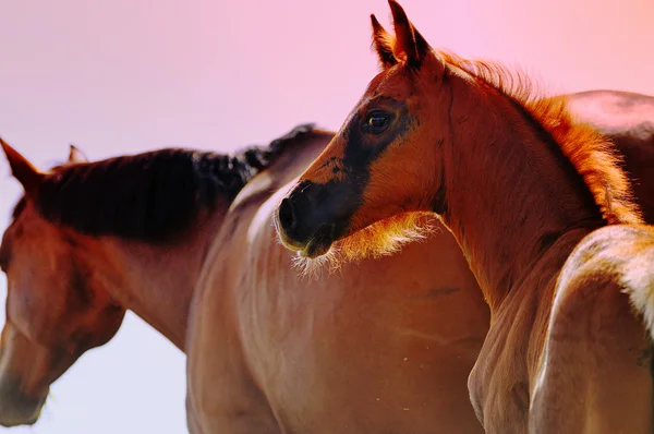 Petit poulain dans le paddock en soirée — Photo