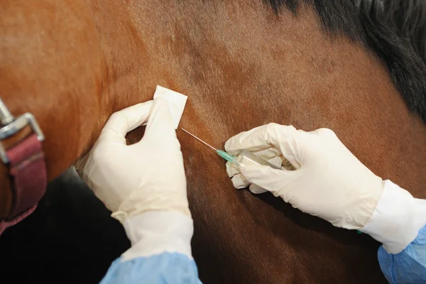 Dierenarts arts met paard - intraveneuze injecties Rechtenvrije Stockafbeeldingen
