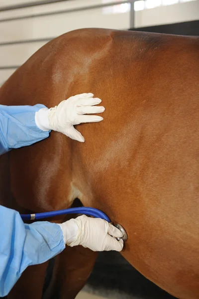 Lekarz weterynarii zbadanie konia - cierpliwy z stetoskop Obrazy Stockowe bez tantiem