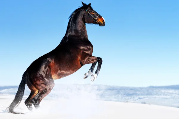 Belo Cavalo Baía Galopando Campo Inverno Imagem De Stock
