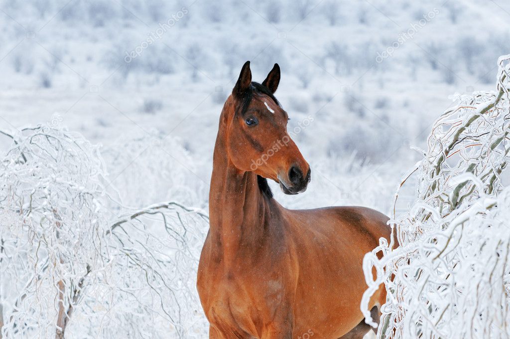 Beautiful bay horse  in winter field