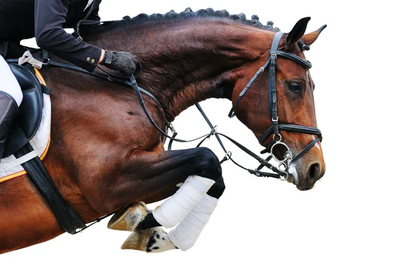 Bay horse in jumping show, isolato su sfondo bianco — Foto Stock