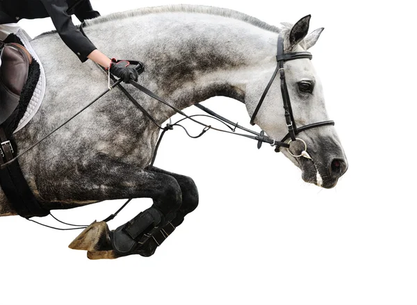 Cheval gris en saut d'obstacles, isolé sur fond blanc — Photo