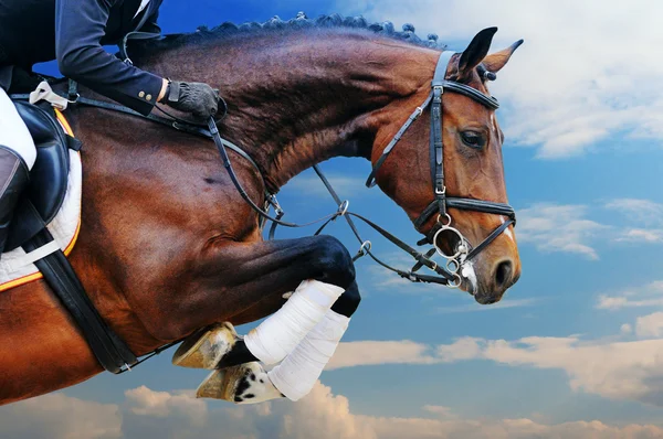 Cheval de baie en saut d'obstacles contre le ciel bleu — Photo