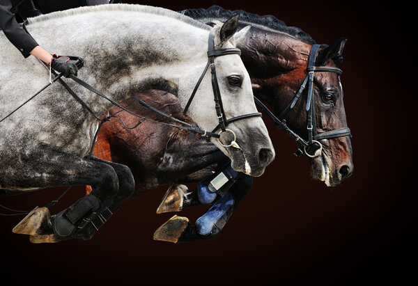 Two horses in jumping show, on brown background with gradient