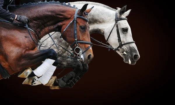Twee paarden in springen Toon, op bruine achtergrond met kleurovergang — Stockfoto
