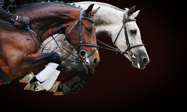 Two horses in jumping show, on brown background with gradient