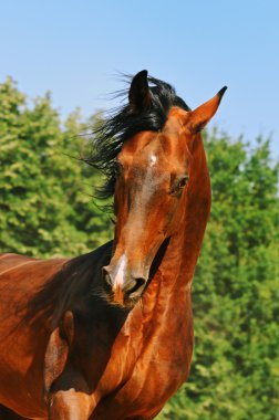 Hareket defne at portresi