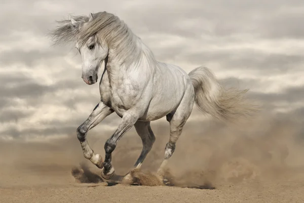 Silver gray Andalusian horse in desert. Toned image