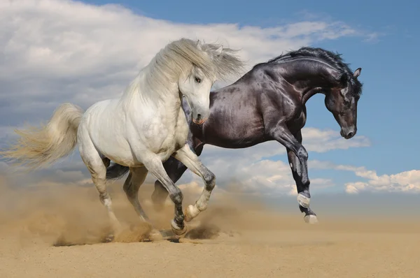 Cavalos brancos e pretos galopando no deserto — Fotografia de Stock