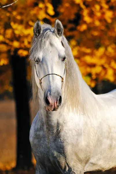 Портрет красивой серой лошади в осеннем лесу — стоковое фото