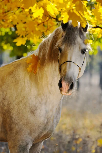 Retrato de belo cavalo cinza na floresta de outono — Fotografia de Stock