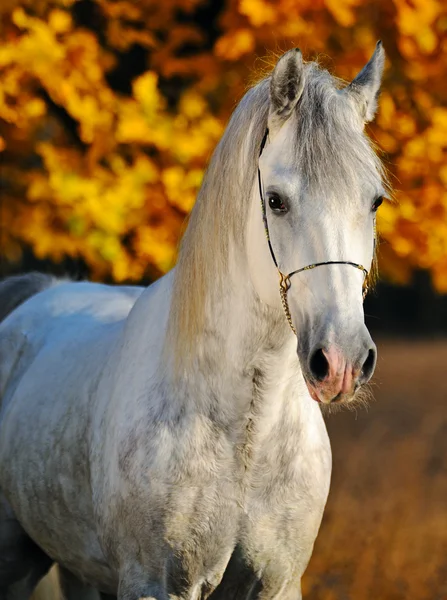 Retrato de belo cavalo cinza na floresta de outono — Fotografia de Stock