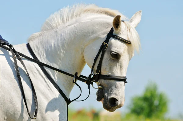 Portrait of gray Arabian horse against blue sky — Stock Photo, Image