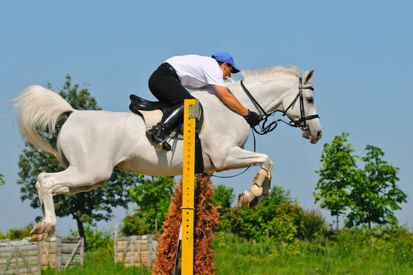 Schimmel und Reiter über einen Sprung — Stockfoto