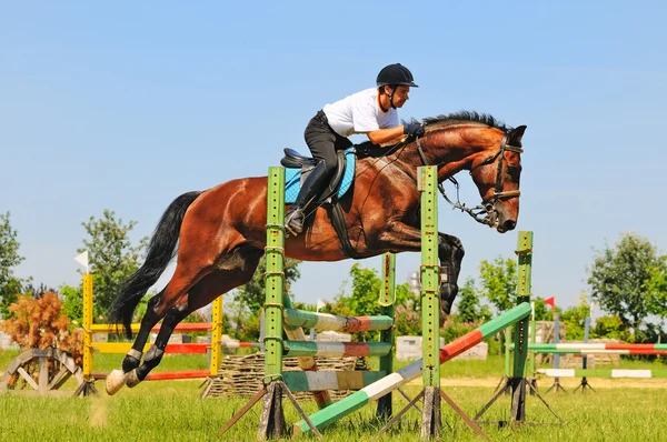 Jinete en caballo deportivo de bahía en el campo —  Fotos de Stock