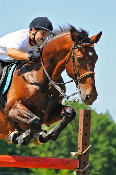 Rider on bay sportive horse in the field — Stock Photo, Image