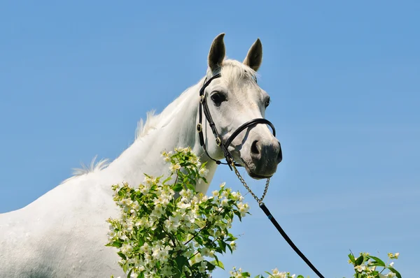 Portret van grijze Arabische paard tegen blauwe hemel — Stockfoto