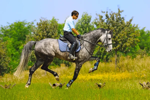 Cavaletti work- the schooling of horse — Stock Photo, Image