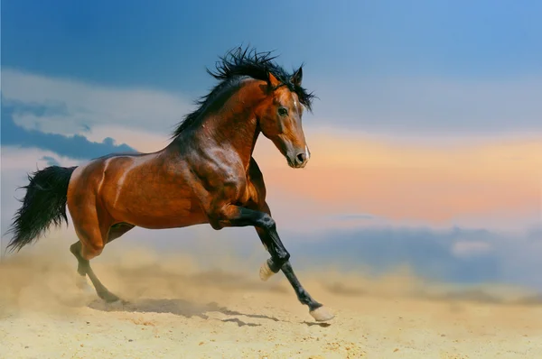 Running bay horse in the desert — Stock Photo, Image