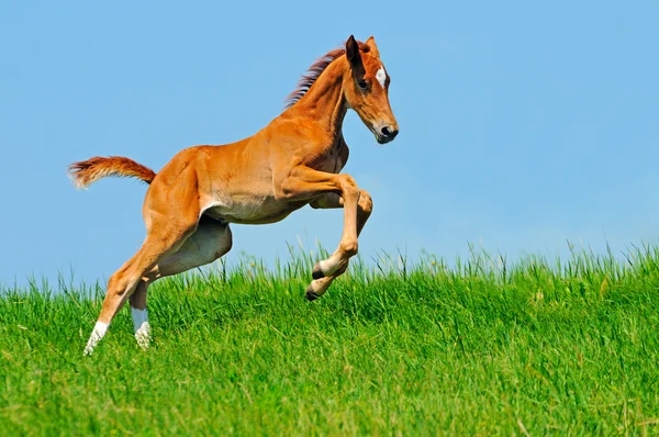 Galloping cute sorrel foal in summer field — Stock Photo, Image