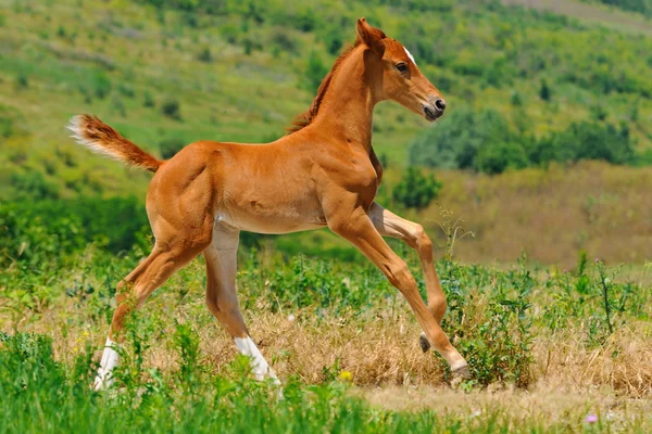 Galloping cute sorrel foal in summer field — Stock Photo, Image