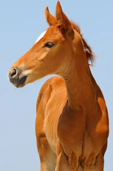 Porträtt av söta ängssyra föl — Stockfoto