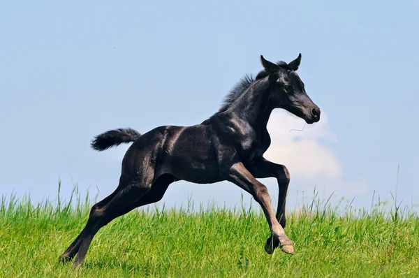 Running black foal in summer field — Stock Photo, Image