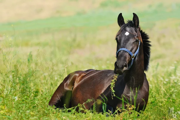 Black foal lying on the green grass — Stock Photo, Image