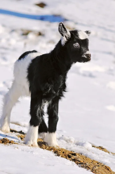 Jeune chèvre blanche noire jouant en plein air — Photo