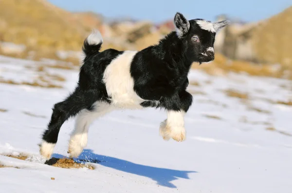 Jeune chèvre blanche noire jouant en plein air — Photo