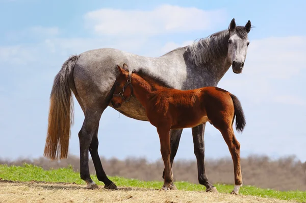 Young foal with his mother — Stock Photo, Image