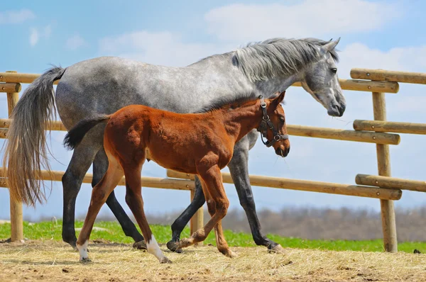 Jonge veulen met zijn moeder — Stockfoto