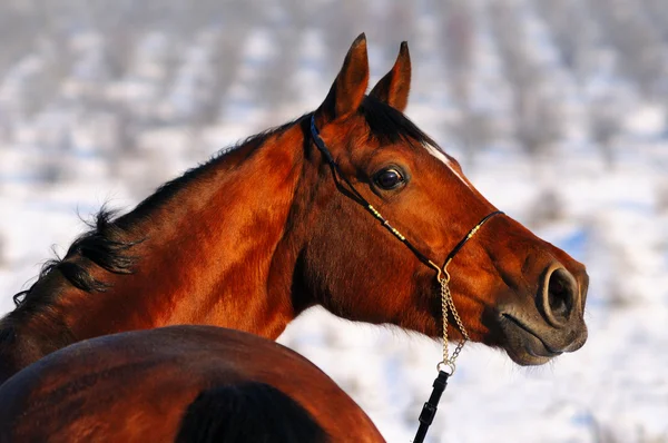 Portrait de cheval de baie en hiver — Photo