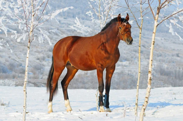 Bay ritratto cavallo in inverno — Foto Stock