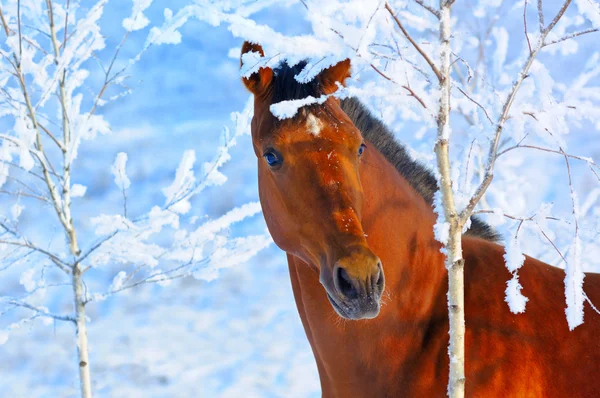 Retrato de cavalo da baía no inverno — Fotografia de Stock