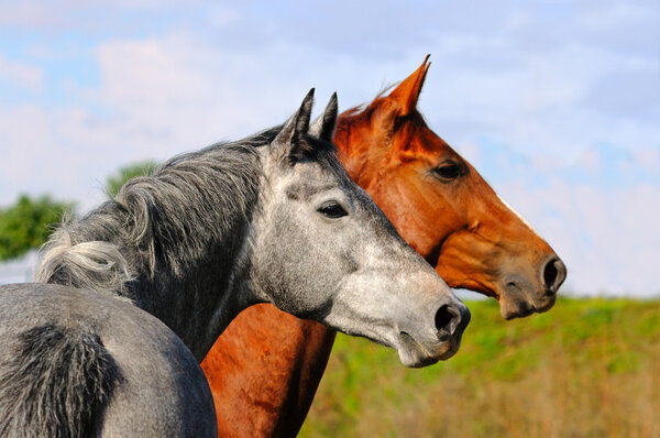 Two horses in autumn field