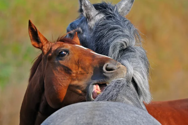 Zwei Pferde im Herbstfeld — Stockfoto