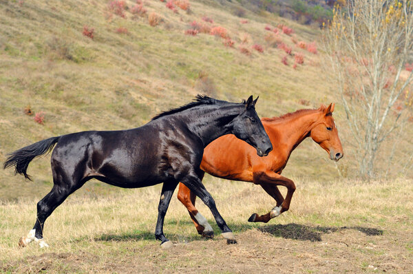 Two horses in autumn field