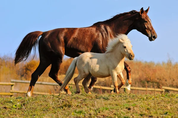 Manada de caballos en el campo —  Fotos de Stock