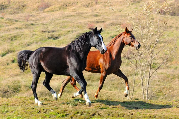 Troupeau de chevaux dans les champs — Photo